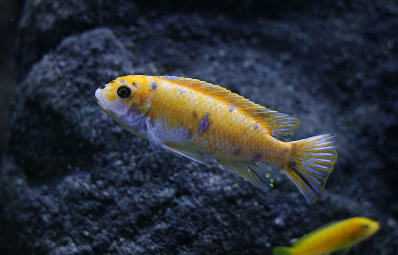 Labeotropheus trewavasae 'Border'